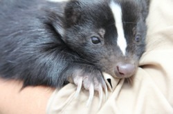 Chanel the Skunk 1 d400 1715871312 4 Ontario's Wildlife Presentation