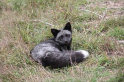 Fenn the Silver Fox 2 d400 1715871312 4 Ontario's Wildlife Presentation