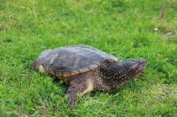 Sam the Snapping Turtle d400 1715871312 4 Ontario's Wildlife Presentation