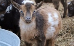 Goat20Party20Animals20Marek 1744130526 Mobile Barn Experience