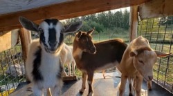 Goat20Party20Animals 1744130526 Mobile Barn Experience