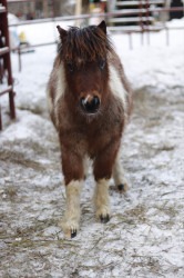 Mobile Petting Farm- Add-on Only