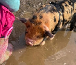 Screenshot 20250418 211700 Facebook201 1752287496 Mobile Petting Farm- Add-on Only