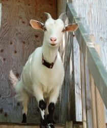 Screenshot 20250706 203802 Facebook 1752287497 Mobile Petting Farm- Add-on Only