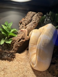 Reptile and Snake Show/Display